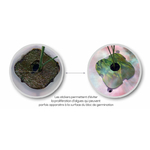 Description_Stickers