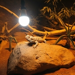 jbl-reptil-led-daylight-13w-ampoule-led-lumiere-du-jour-a-spectre-complet-pour-terrarium-3-min