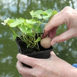 jbl-florapond-8-boulettes-d-engrais-pour-plantes-de-bassin-5-min