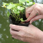 jbl-florapond-8-boulettes-d-engrais-pour-plantes-de-bassin-7-min