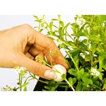 velda-growth-balls-185-gr-boules-d-engrais-a-enfouir-pour-nenuphars-et-plantes-de-bassins-immergees-1