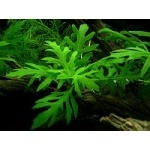 Hygrophila_Difformis