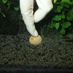 jbl-7-boulettes-fertilisantes-pour-les-racines-des-plantes-aquatiques-5-min
