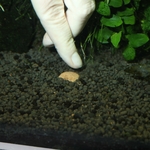 jbl-7-boulettes-fertilisantes-pour-les-racines-des-plantes-aquatiques-7-min