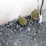 sicce-jolly-preset-chauffage-avec-temperature-pre-reglee-pour-aquarium-2-6