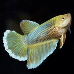 jbl-nanobiotopol-betta-15-ml-conditionneur-d-eau-pour-combattants-2-min