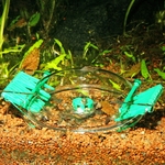 jbl-limcollect-2-piege-a-escargot-pour-aquarium-4-min