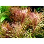 Eusteralis_stellata