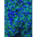 aqua-medic-topview-250-xl-outil-d-observation-et-de-photographie-en-acrylique-diametre-25-cm-3