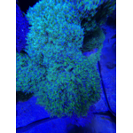 aqua-medic-topview-250-xl-outil-d-observation-et-de-photographie-en-acrylique-diametre-25-cm-5