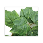 reptiles-planet-amazon-jungle-vine-2-6-m-plante-en-tissu-pour-terrarium-1