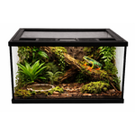 Terrarium tropical avec grenouille arboricole