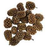 hobby-casuarina-cones-lot-de-25-cones-naturels-de-casuarina-pour-aquarium-d-eau-douce-1