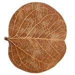 hobby-orchid-tree-leaves-lot-de-25-feuilles-d-arbre-a-orchidees-bauhinia-pour-aquarium-d-eau-douce-2