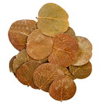 hobby-orchid-tree-leaves-lot-de-25-feuilles-d-arbre-a-orchidees-bauhinia-pour-aquarium-d-eau-douce-1