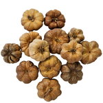 hobby-curcubita-lot-de-25-mini-courges-pour-ameliorer-la-qualite-de-l-eau-en-aquarium-d-eau-douce