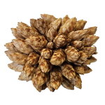 hobby-desert-bloom-lot-de-25-mousses-selaginella-spec-pour-ameliorer-la-qualite-de-l-eau-en-aquarium-d-eau-douce-2