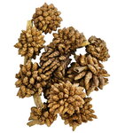 hobby-desert-bloom-lot-de-25-mousses-selaginella-spec-pour-ameliorer-la-qualite-de-l-eau-en-aquarium-d-eau-douce-1