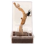 zoomed-jumping-spider-kit-habitat-ventile-pour-arraignees-1