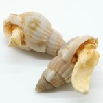 jbl-pronovo-snail-100-ml-escargots-lyophilises-avec-coquille-pour-poissons-globe-loches-et-silures-a-barbillons-4