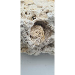 aquavie-reef-rock-roche-corallienne-inerte-pour-creer-la-base-decorative-de-votre-recif