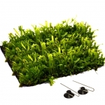 tapis-microsorum-crisped-leaves-16