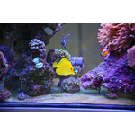 rampe-led-aquarium-récifal-2