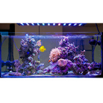 rampe-led-aquarium-récifal