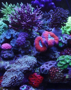 aquaforest-blog-3