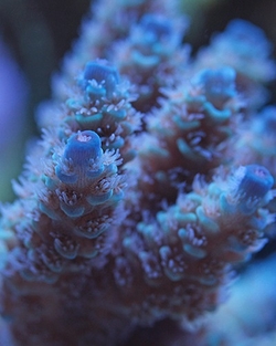 aquaforest-blog