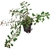 Ludwigia-glandulosa-Var-perennis-plante-d-aquarium-en-pot-de-diametre-5-cm-akouashop