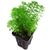 ambulia-sessiliflora-limnophila-sessiliflora-plante-aquarium-akouashop