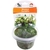 mayaca-fluviatilis-syn-m-vandellii-plante-d-aquarium-qualite-premium-en-gobelet-in-vitro-100-ml