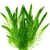 ceratophyllum-demersum-plante-d-aquarium-et-bassin-en-bouquet
