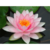 nenuphar-rose-pour-bassin