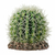 hobby-cactus-sonora-m-15-x-15-x-13-cm-plante-decorative-artificielle-pour-terrarium