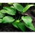 Anubias-Barteri-var-Nana