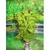 Alternanthera bettzickiana `Green'