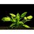 Cryptocoryne pontederiifolia