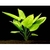 echinodorus horizontally1