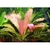 Echinodorus `Rose'