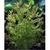 Trichocoronis variegata