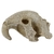 reptiles-planet-bird-skull-16-x-13-x-10-cm-decoration-artificielle-pour-terrarium