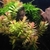 Rotala_macrandra_Green_Narrow_Leaf