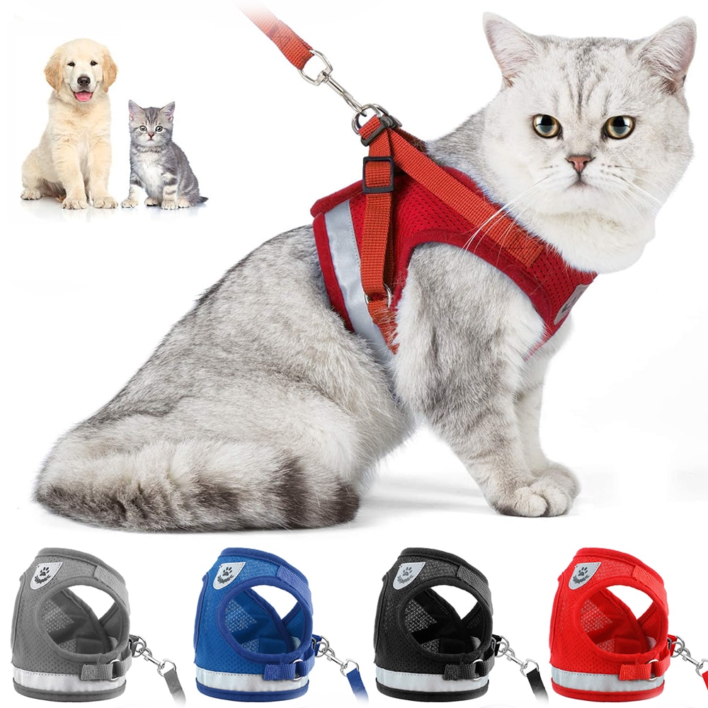 Harnais réglable avec laisse pour chat et chien-Petits Compagnons