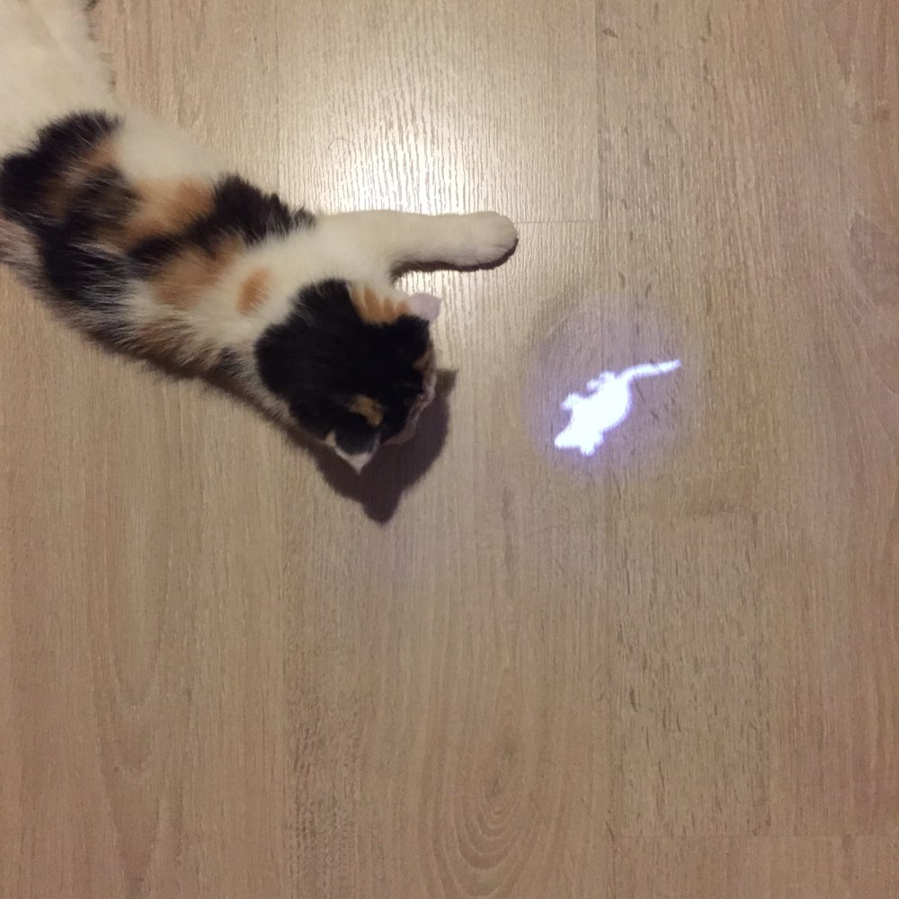 Jouets-cr-atifs-et-amusants-pour-chats-accessoires-pour-animaux-de-compagnie-stylo-lumineux-LED-avec