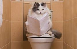 chat wc
