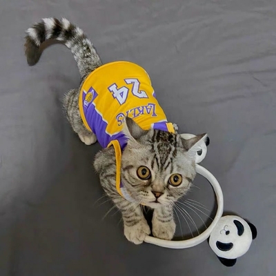Sphynx-gilet-de-sport-en-maille-respirante-pour-chat-v-tements-d-t-pour-animaux-de