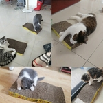 Tapis-papier-ondul-chat-Jouets-chat-planche-gratter-tapis-gratter-chaton-tapis-pour-chats-meulage-ongles