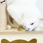 Boule-de-chat-Snacks-jouet-friandises-100-naturel-Dents-propres-et-saines-et-promotion-de-la